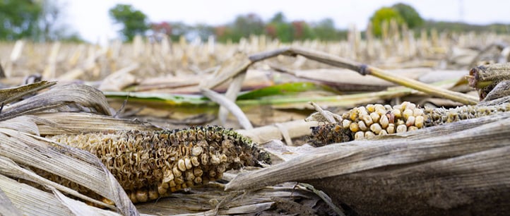 Close-up of dried corn cobs in a harvested field.