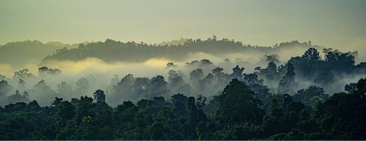 Forest landscape with mist rising above treetops.
