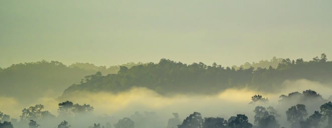 Skoglandskap med tåke som stiger over tretoppene.